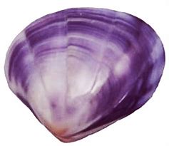 Image result for Purple Clam Shell Clip Art