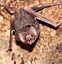 Image result for Vampire Bat Wings