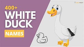 Image result for baby white ducks names