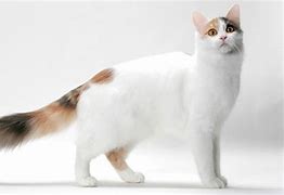 Image result for Smart Cat Breeds