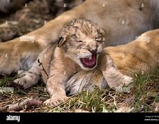 Image result for Lion Cub Roar