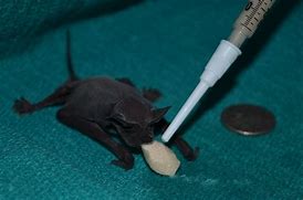 Image result for Mexican Free Tail Bat with Babies