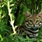 Image result for Black-footed Cat