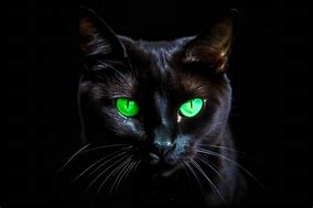 Image result for Evil Black Cat Art