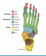 Image result for Phalanges of the Foot Anatomy