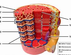 Image result for Muscle Cell Diagram GCSE