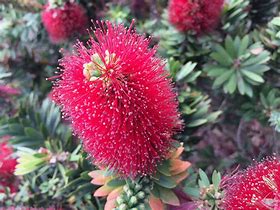 Image result for Dwarf Bottlebrush Shrubs Plants