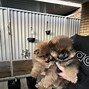 Image result for Mini Teddy Bear