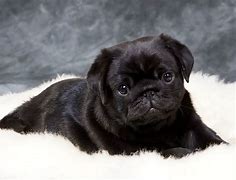 Image result for Black Pug Pan Ting