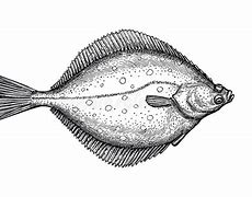 Image result for Old Pictures of Alaskan Flounder