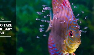 Image result for Newborn Baby Fish