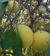 Image result for Citrust Triangle Grapefruit