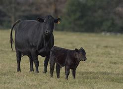 Image result for Beef Cattle Feed