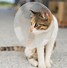 Image result for Cat in Cone