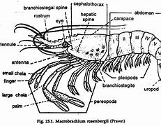 Image result for Prawn Structure