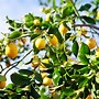 Image result for Drarf Lemon Tree in Pot