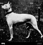 Image result for White Big Terrier