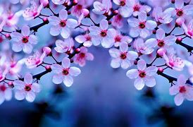 Image result for Cherry Blossom Wallpaper Desktop