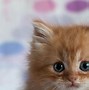 Image result for Cool Kitten Wallpaper