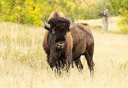 Image result for Buffalo Animal Head