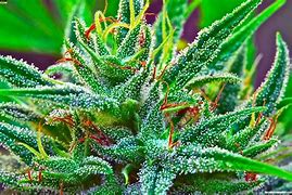 Image result for Galaxy Themes Weed