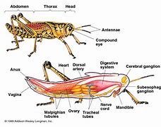 Image result for Arthropoda Insecta