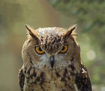 Image result for Wise Owl