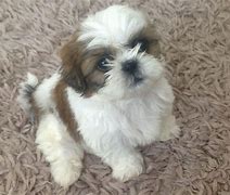 Image result for 12 Week Old Shih Tzu