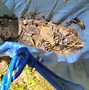 Image result for Pond Pests