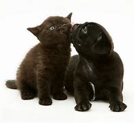 Image result for Black Pug Pan Ting