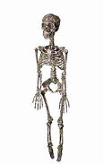 Image result for Moss-Covered Skeleton