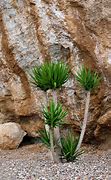 Image result for Yugao Plants