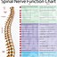 Image result for Spinal Nerve Innervation Chart