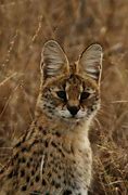 Image result for Serval Cat Mix