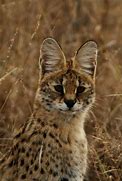 Image result for Serval Cat Lynx