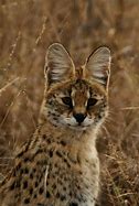 Image result for Serval Pictures