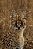 Image result for Serval Cat Meow