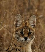 Image result for Serval Cat Anthro