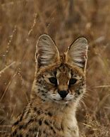 Image result for Gato Serval