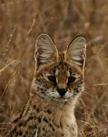 Image result for Serval Cat All Images