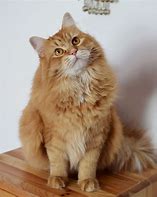 Image result for Fluffy Ginger Cat