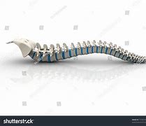 Image result for Human Spine Black and White