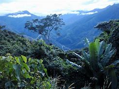 Image result for yungas cloud forest