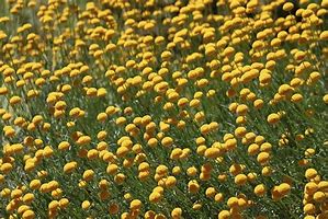 Image result for Olive Flower