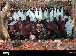 Image result for Octopus Bimaculoides