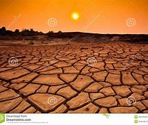 Image result for Brown Dry Tree