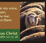 Image result for Sheep Hear My Voice Jesus