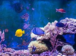 Image result for Pink Saltwater Fish