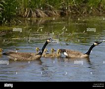 Image result for Branta Goose Family