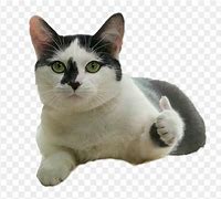 Image result for Funny Very Goood Cat Stickers